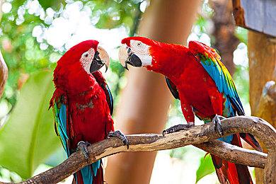 《怪物猎人：荒野》主机版支持60帧 PC版或降低配置要求